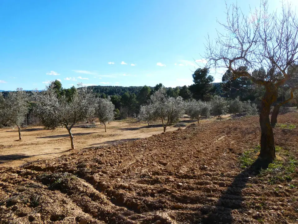 Finca in Mazaleon, Teruel province photo 4