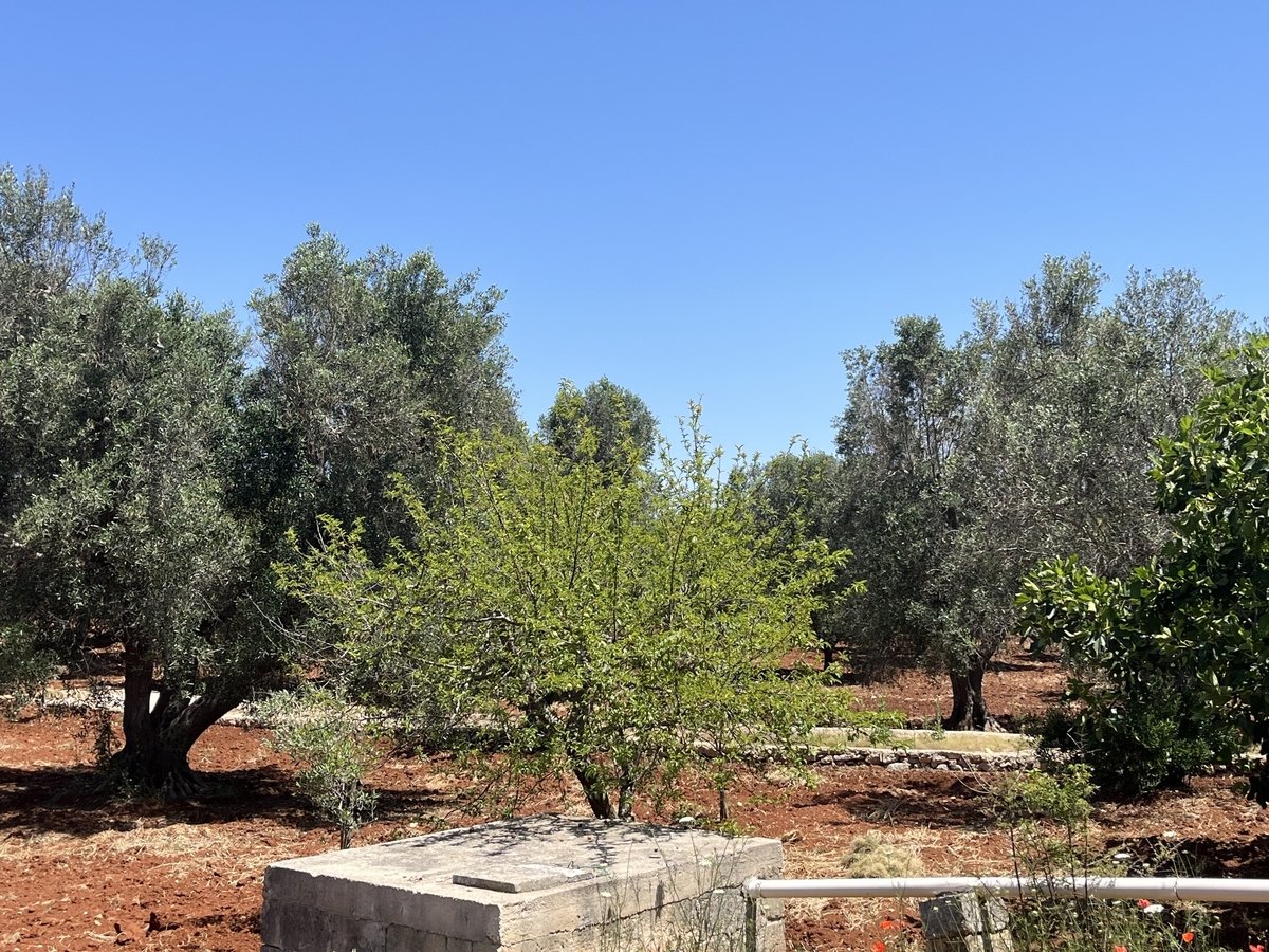 Property in Ceglie Messapica photo 5