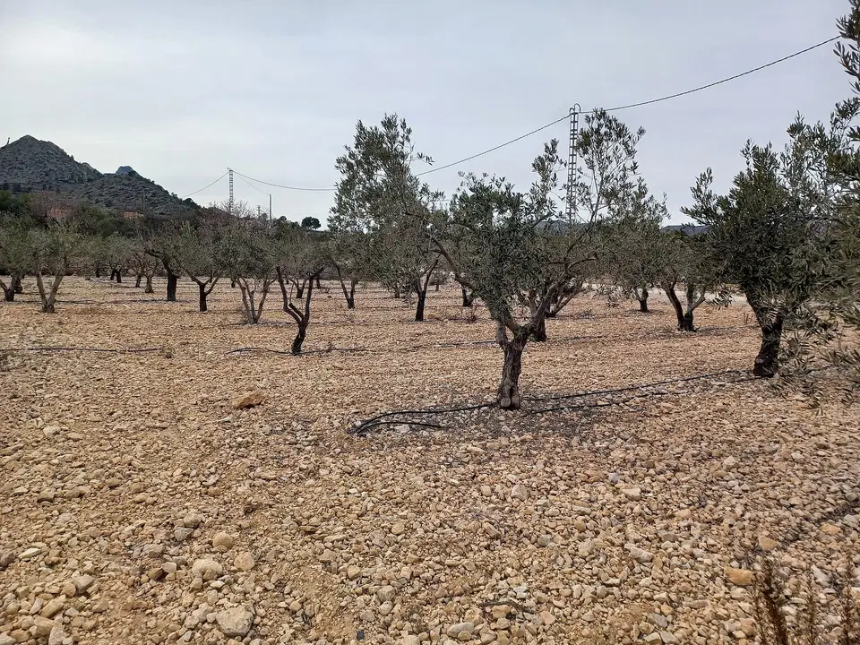 Alicante Dream Property 